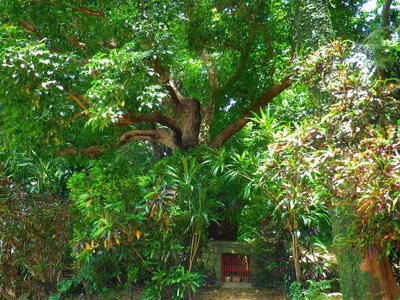 🌳 슈리 긴조의 큰 아카기 나무 (슈리킨조노 오오아카기)